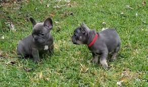 I have one french bulldog puppy for sale. Pin On Puppies For Sale