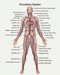 Circulatory System In 2020 Human Anatomy And Physiology Anatomy And Physiology Human Anatomy