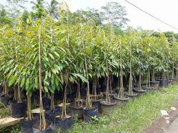 Durian merupakan tanaman buah yang sangat digemari oleh banyak orang. Budi Daya Durian Duri Hitam Bagi Pemula Samudrabibit Com