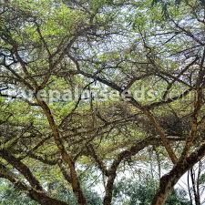 Image result for Acacia abyssinica