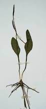 Image result for Ophioglossum vulgatum