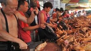Kampanya Cin Yulin Kopek Festivali Durdurulsun Change Org