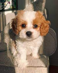 Looking Super Adorable King Charles Puppy Cavapoo Puppies Puppies