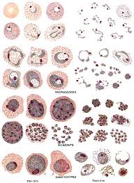 Basic Malaria Microscopy Part I And Ii Learning Unit 8