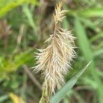 Image result for Harpachne schimperi