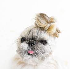 This Dog S Hair Is Honestly Better Than Mine Dog Hair Happy Dog Grooming Happy Dogs