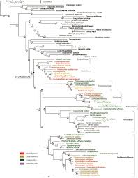 Image result for Trichoneura grandiglumis