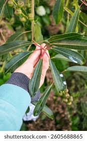 Image result for Sapium