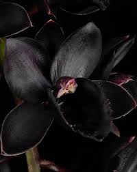 Image result for Habenaria tenuispica