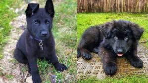 Check spelling or type a new query. Black German Shepherd 11 Things You Should Know Before Buy Puppy