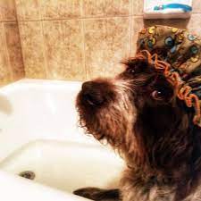 If you are interested in adopting a pet, please complete our dog adoption survey or cat adoption. Uintah Animal Control And Shelter Ssd Home Facebook