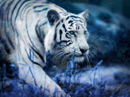 Hd wallpapers and background images. White Tiger Wallpapers Top Free White Tiger Backgrounds Wallpaperaccess