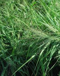 Image result for Eragrostis macrochlamys