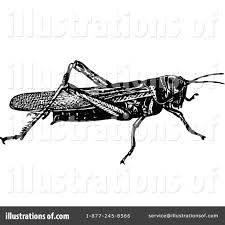 Search and find more hd png clipart on netclipart. Grasshopper Clipart 1113872 Illustration By Prawny Vintage