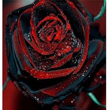 Gambar tato bunga mawar hitam adalah contoh dari artikel terbaru kami tentang 20 gambar bunga mawar hitam cantik 2018 dan sudah kami rangkum untuk kamu. Gambar Bunga Mawar Merah Berdarah