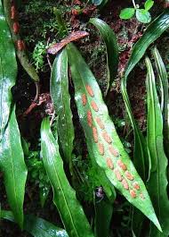 Image result for Selaginella vanderystii