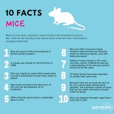 Check spelling or type a new query. Babraham Institute On Twitter This Week For The Miceinresearch Campaign We Are Sharing The Importance Of Using Mice To Advance Life Sciences Research Here Are 10 Facts About Mice From Animalresearch Https T Co Y2xr6mcew5