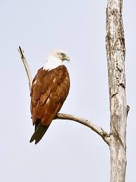 Brahminy Kite Tampines Eco Green Singapore Botanic Gardens Bald Eagle Eco Green