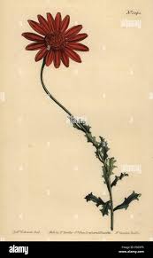 Image result for Dimorphotheca cuneata