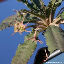 Image result for Dorstenia
