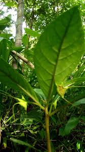 Image result for Dorstenia cuspidata