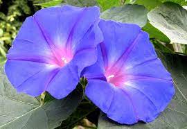 Double Blue Amazing Flowers Garden Vines Plant Leaves