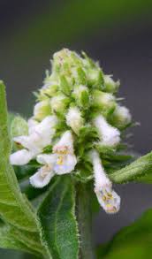 Image result for Lamiaceae