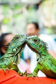 Here S A Green Iguana Fun Fact They Only Feed On Flowers Leaves And Fruits Of The Wild Green Iguana Iguana Baby Iguana