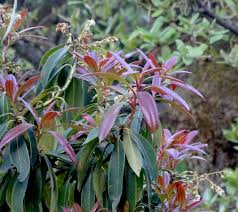 Image result for Pieris formosa