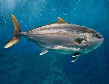 La ricciola presenta diversi parametri comportamentali a seconda dell'età e della taglia. Ricciola Giornale Del Cibo