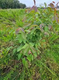 Image result for Dasylepis eggelingii