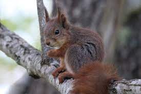Sweden Naturally Red Squirrel Squirrel Animals Wild