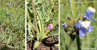 Image result for Cyanotis sp. aff. C. lapidosa