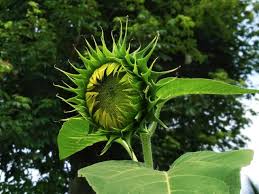 Pada saat kamu sering terkena ac ketika berada di kantor.selain dijadikan sebagai tanaman hias dan dijadikan cemilan yang enak dan lezat, ternyata bunga matahari baik untuk berbagai kecantikan kulit kamu. Bunga Matahari Dan Manfaatnya Untuk Kesehatan Tubuh Steemit