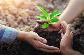 You may have arrived here looking for a way to plant free trees courtesy of your local government. When Is The Best Time To Plant A Tree