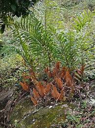 Image result for Drynaria