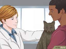 3 Ways To Sedate A Cat Wikihow