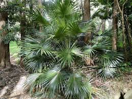 Image result for Livistona australis