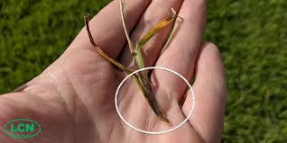 In the united states, st. How To Manage Large Patch Lawn Disease Milorganite