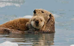 Prince william sound is bordered on the north and west by the chugach and kenai mountain ranges, on the east by the copper river, and by the hinchinbrook islands on the south. Wildlife Phillips Cruises Alaska Glacier Tours Whittier Prince William Sound