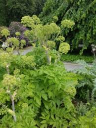Zierpflanzen sind kulturpflanzen, die vom menschen zur erbauung, erfreuung der sinne (unter anderem des geruchssinnes) beziehungsweise für zweckgebundene anpflanzungen kultiviert werden. Wildkrauterliste