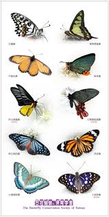 taiwan butterflies花鳳蝶 papilio demoleus linnaeus 寬帶青鳳蝶graphium cloanthus 苧麻珍蝶acraea issoria 綠弄蝶 choaspes benjaminii formosan butterfly japanese tattoo insects