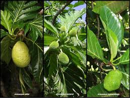 Image result for Artocarpus