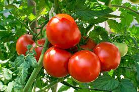 Maybe you would like to learn more about one of these? Growing Tomatoes Planting Growing And Harvesting Tomatoes The Old Farmer S Almanac