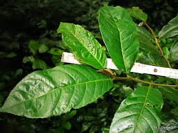 Image result for Antiaris