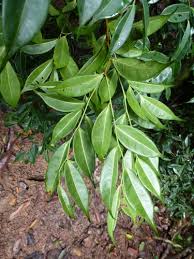 Image result for Scytopetalum