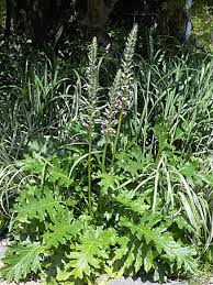 ハアザミ Acanthus Mollis キツネノマゴ科 Acanthaceae ハアザミ属 三河の植物観察