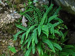 Image result for Asplenium variabile