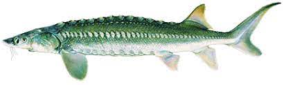Posted on 2014.04.162015.01.11 by ben young certainly, there are many facts about these white sturgeon (acipenser transmontanus) that might. White Sturgeon Acipenser Transmontanus Trebla Ag