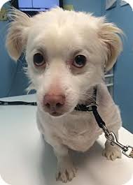 9 reviews of second chance pet adoptions sc is an amazing pet organization. Pin On Adorable Adoptable Dogs